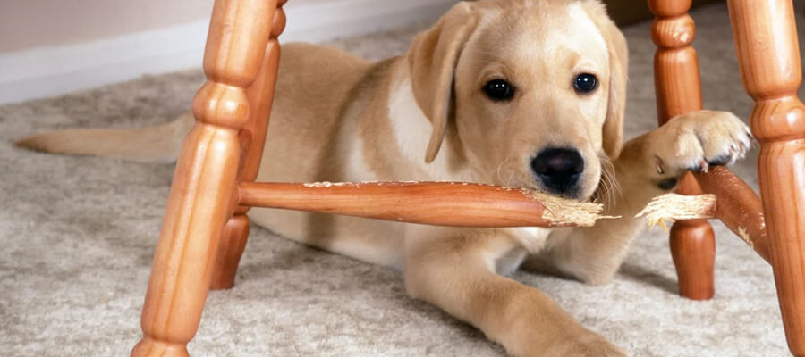 How to Stop Your Dog from Chewing Furniture